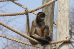 Central American spider monkey