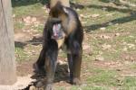 Mandrill