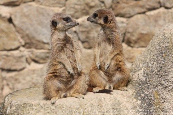 Slender-tailed meerkat