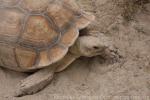 African spurred tortoise