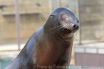 Californian sea-lion