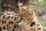 Serval