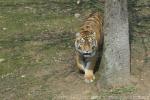 Mainland (Siberian) tiger