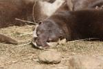 Asian small-clawed otter