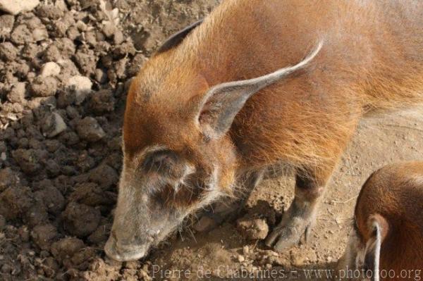 Red river hog