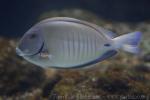 Doctorfish