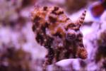 Bristletail filefish