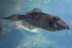 Scribbled leatherjacket filefish