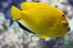 Threespot angelfish