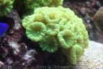 Finger coral