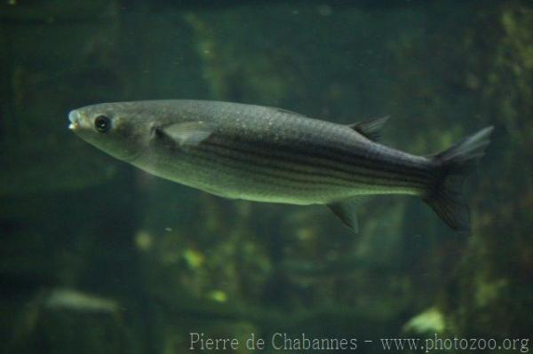 Thicklip grey mullet