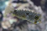 Web burrfish