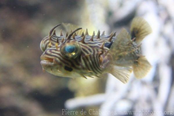 Striped burrfish