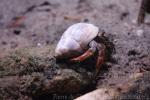 Caribbean hermit crab