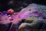 Atlantic jewel anemone