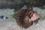 Zebra turkeyfish