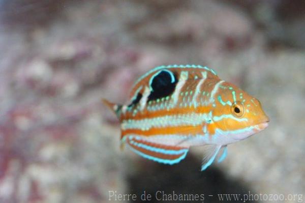 Slippery dick