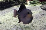 Black triggerfish