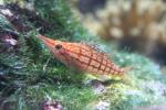 Longnose hawkfish