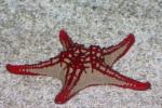 Red-knobbed starfish