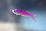 Amethyst anthias