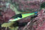 Severns' wrasse