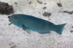 Ember parrotfish