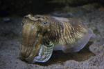 Common cuttlefish