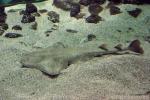 Angelshark *