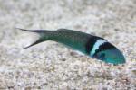 Bluehead wrasse