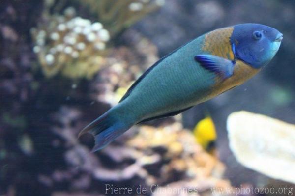 Saddle wrasse