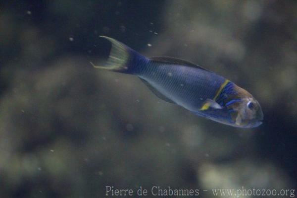 Goldbar wrasse