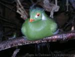 White-cheeked turaco