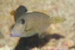 Honeycomb filefish