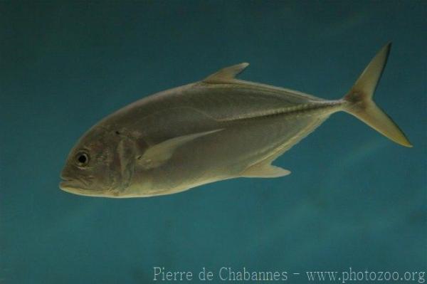 Bigeye trevally *