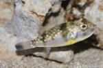 Milkspotted puffer