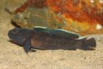 Rock goby