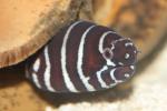 Zebra moray