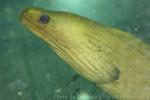 Green moray