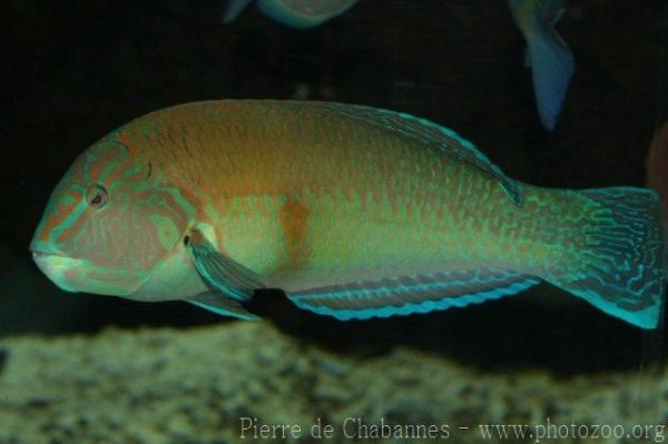 Brazilian wrasse