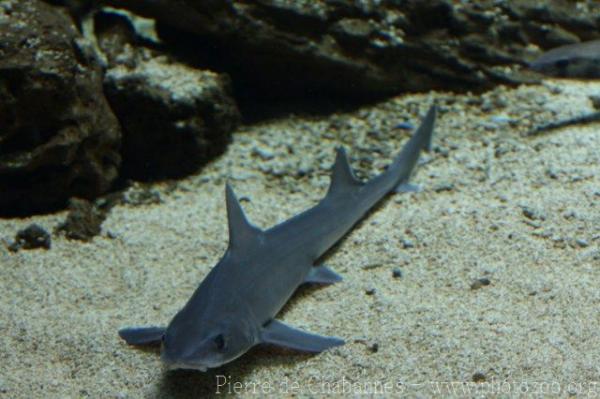 Common smooth-hound