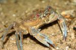 Velmet swimming crab