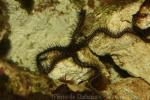 Black brittlestar