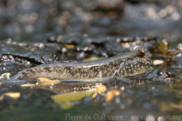 Atlantic mudskipper