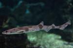 Small-spotted catshark