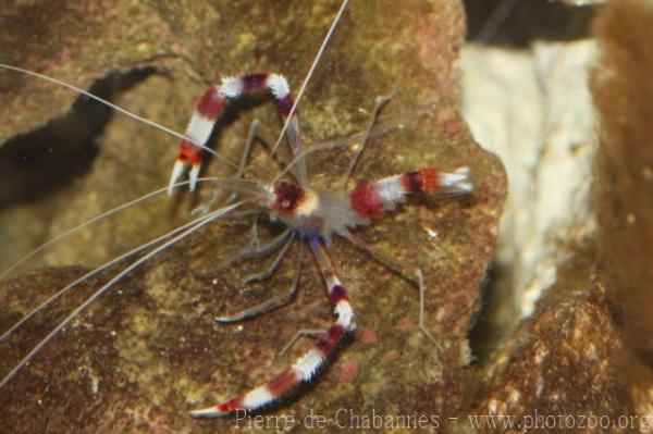 Banded coral shrimp