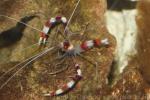 Banded coral shrimp