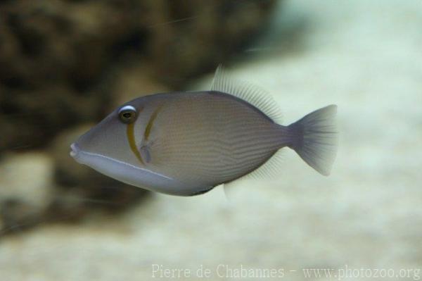 Boomerang triggerfish