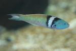 Bluehead wrasse *