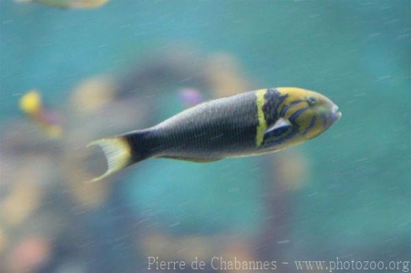 Goldbar wrasse *